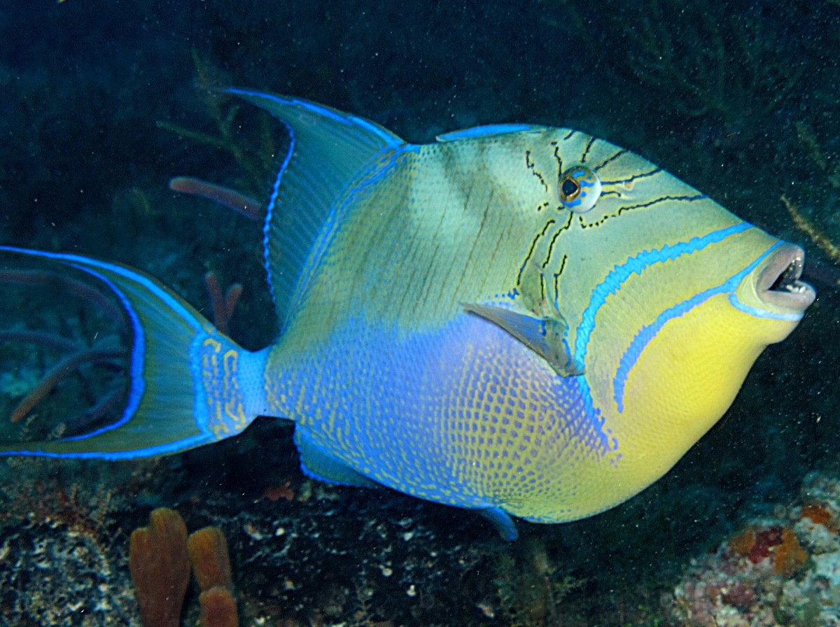 Queen Triggerfish
